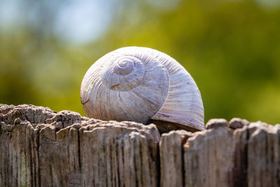 Close-up of snail on wood