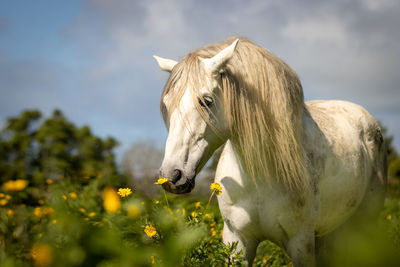 Horse photography, outdoors, happy animals on a flower field having fun.