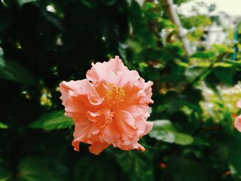 Close-up of pink rose flower