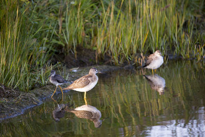 Birds perching on a lake