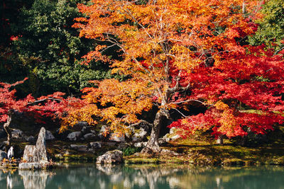 Trees by lake during autumn