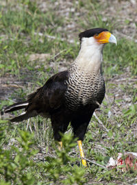 Close-up of a bird perching on a field