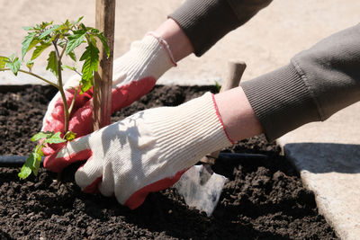 Tomato seedlings plant grown in beds with automatic watering by dripping system in  vegetable garden