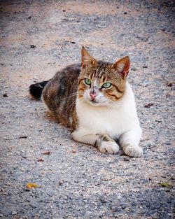 Portrait of cat sitting on street