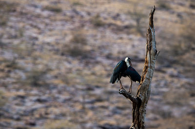 Close-up of bird perching on branch