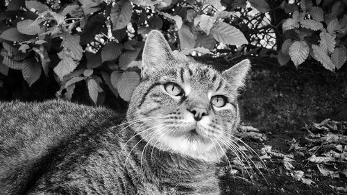 Close-up of cat looking away while sitting against plants