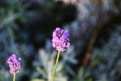 Close-up of pink flowers