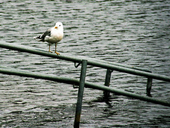 Seagull perching on rippled water