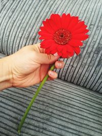 Cropped image of hand holding red gerbera