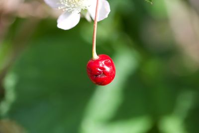 Close-up of holly berry growing 