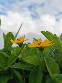Close-up of yellow flowering plant