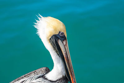 Close-up of pelican