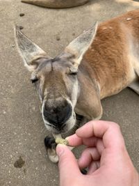 Close-up of hand feeding