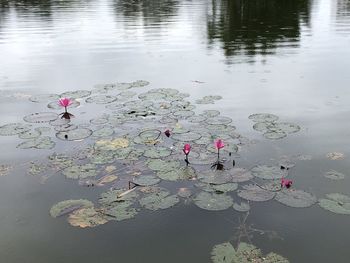 High angle view of water lily in lake