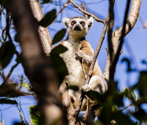 Low angle view of monkey on tree