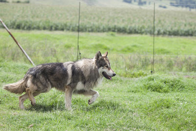 Dog on field