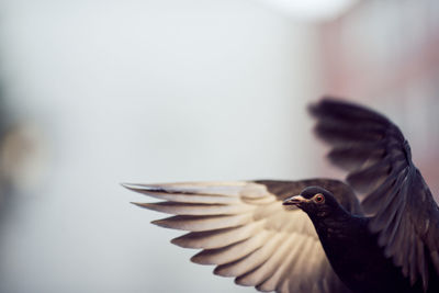 Close-up of pigeon flying outdoors