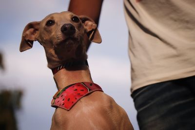 Close-up of hand holding dog