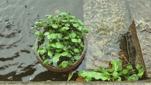 Close-up of potted plant