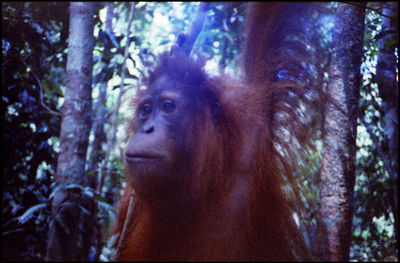 Portrait of monkey looking away in forest