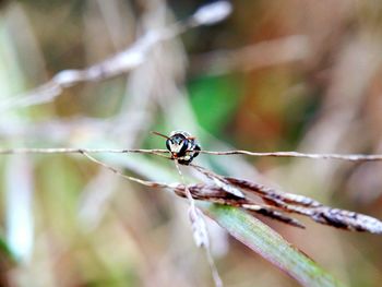 Close-up of insect on plant