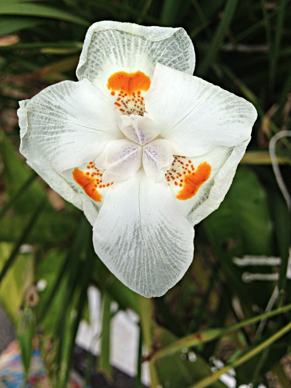 flower, petal, flower head, fragility, freshness, single flower, stamen, close-up, beauty in nature, growth, pollen, white color, focus on foreground, nature, blooming, in bloom, season, plant, blossom, yellow