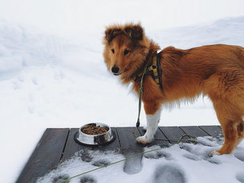 Dog standing on floorboard during winter