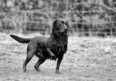 Wet labrador retriever walking on field