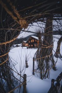 Bare tree on snow covered field