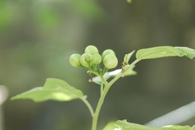 Close-up of fresh green plant leaves