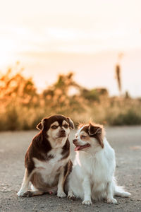 Dog looking away while sitting on land