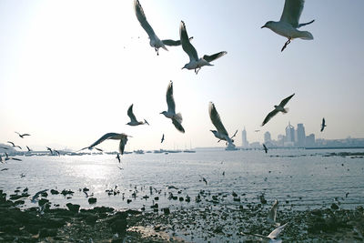 Seagulls flying over sea against clear sky