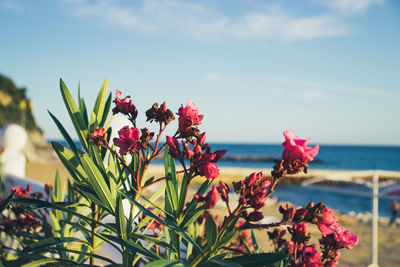 Close-up of flowering plant against sea