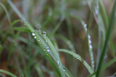 Close-up of wet grass during rainy season