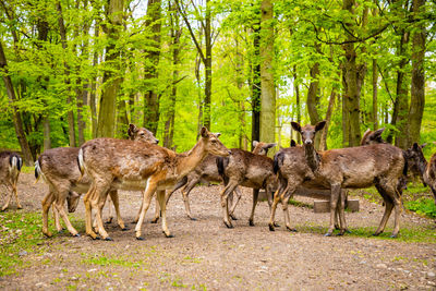 Deer standing in a forest