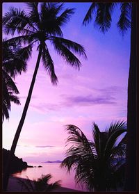 Low angle view of silhouette palm trees against sky