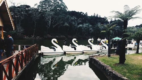 Swans by lake in park against sky