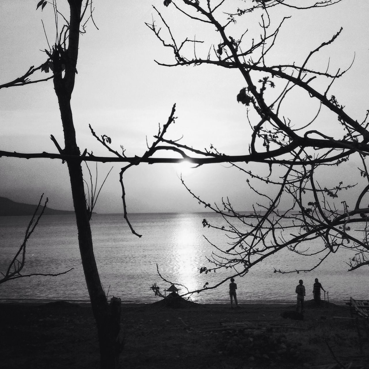 water, horizon over water, sea, branch, tranquility, tranquil scene, scenics, beauty in nature, nature, bare tree, sky, silhouette, sunset, tree, shore, beach, idyllic, outdoors, remote, calm