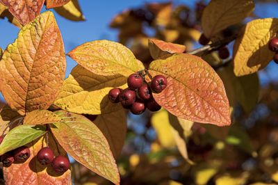 Close-up of berries growing on tree during autumn