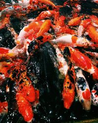 Close-up of koi carps swimming in water