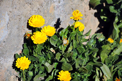 High angle view of yellow flowering plants