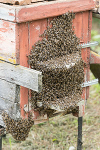 Close-up of bee on the ground