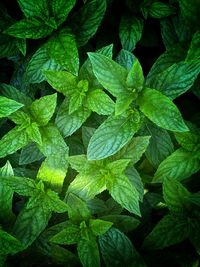 Full frame shot of green leaves