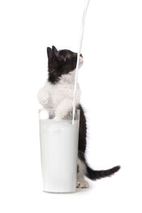 Cat drinking glass on white background