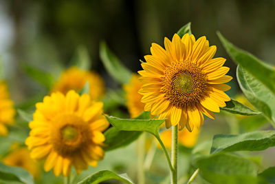 Close-up of yellow sunflower