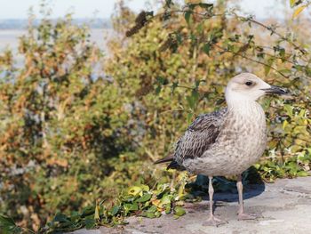 Close-up of seagull perching on a land