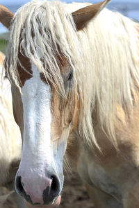 Close-up of a horse