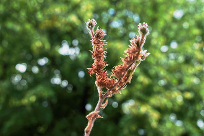 Close-up of flowering plant against tree