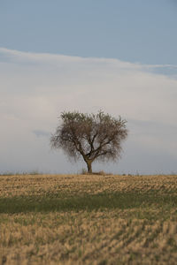 Tree on field against sky