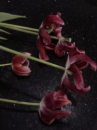 High angle view of pink rose flower